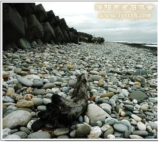 馮建中:覓石難 洛陽黃河奇石日漸珍貴