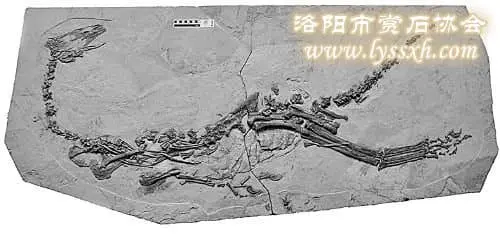 “鐮刀龍”化石現身河南省地質博物館