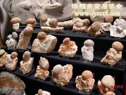 美國的奇石展