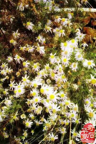 每日一石：雅賞黃河石《野山菊》 圖