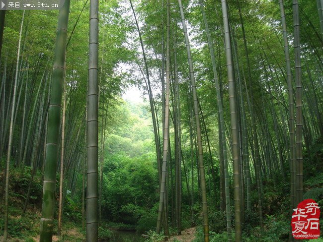 每日一石：欣賞長江草花石《板橋遺墨》 圖