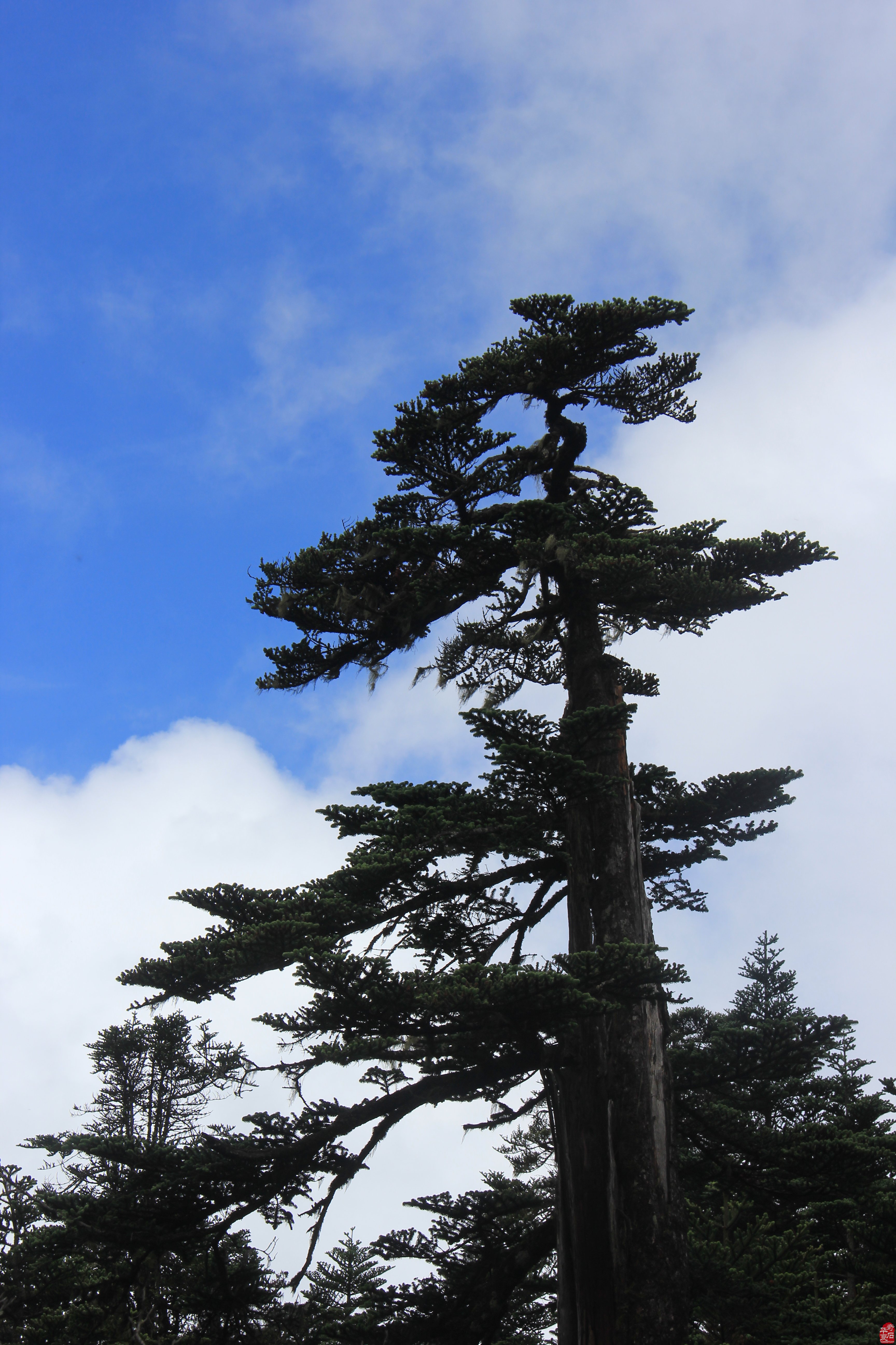 螺髻山（首屆）石文化論壇帶來清新之風