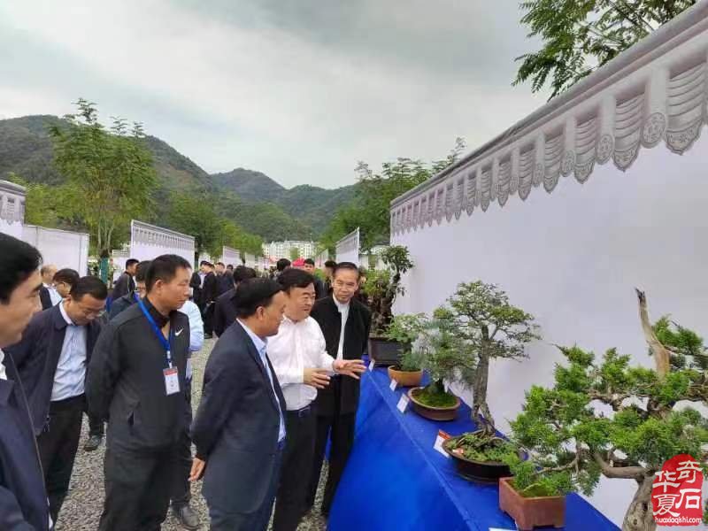 嵩縣第八屆盆景展暨舊縣鎮伏牛山奇石蘭花藝術節盛大開幕